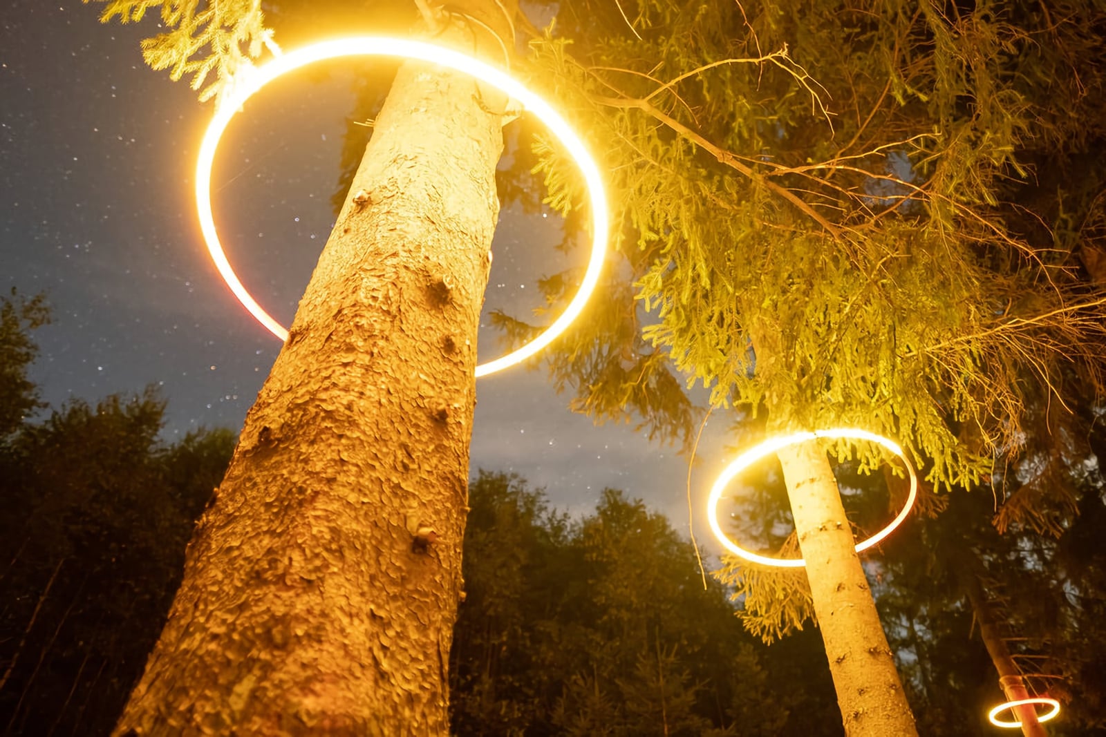 Glowing circular light rings surround tree trunks in a forest, lighting the branches yellow.