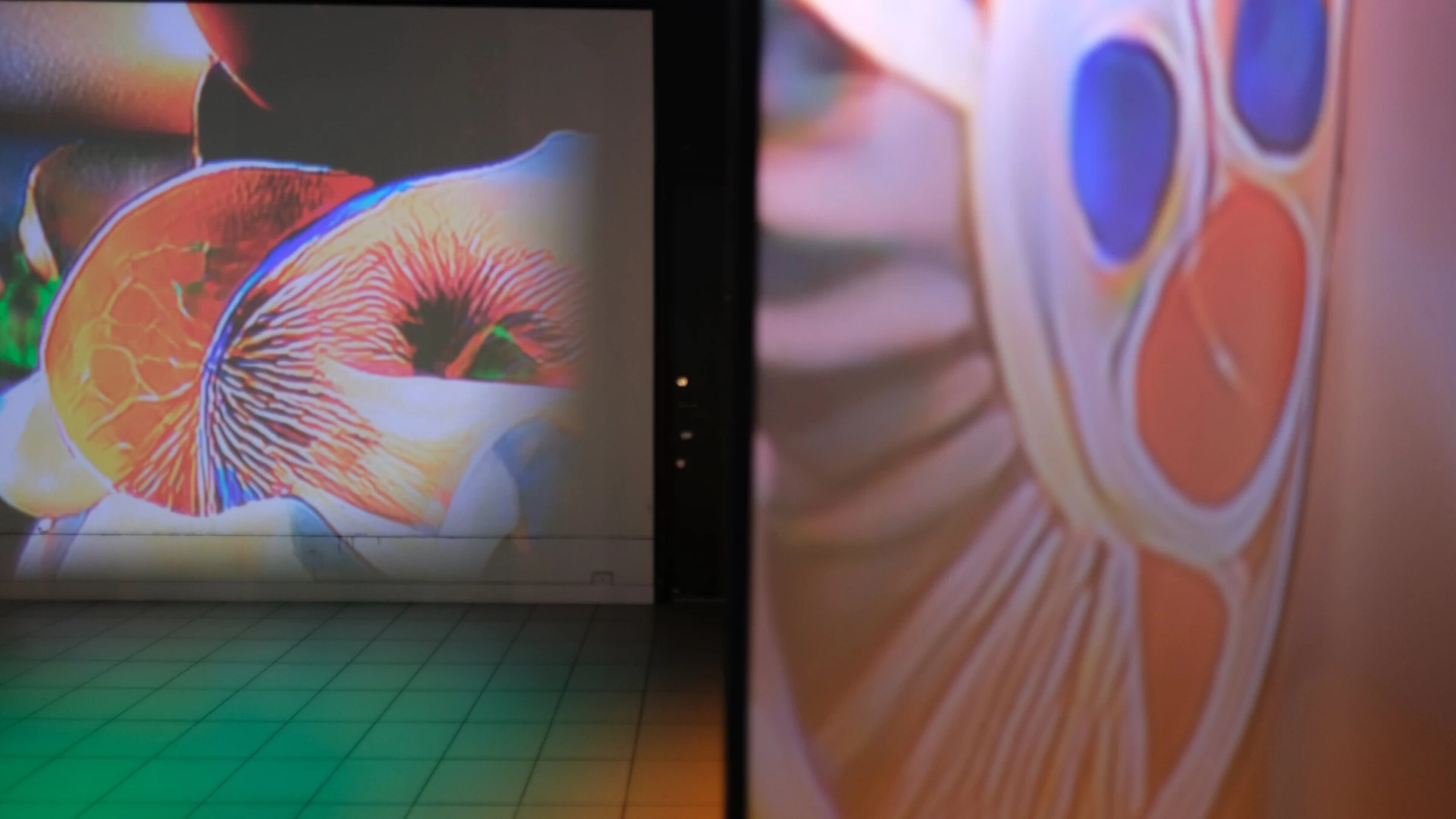 A projected orange blossom on the wall beside a scrim showing the same flower up close.